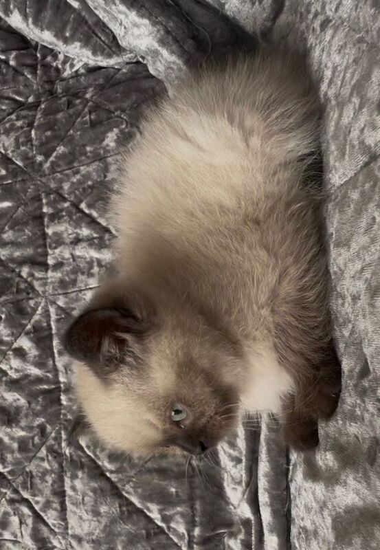 Beautiful bsh kittens looking for there forever homes - Image 4 of 4