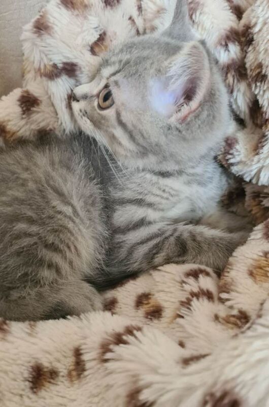 Beautiful bsh kittens ready