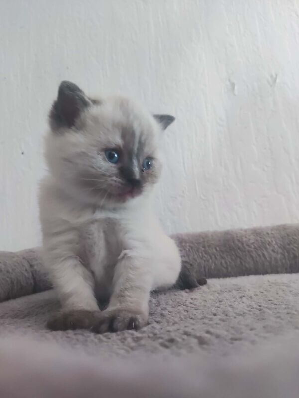 Beautiful BSH pure bred