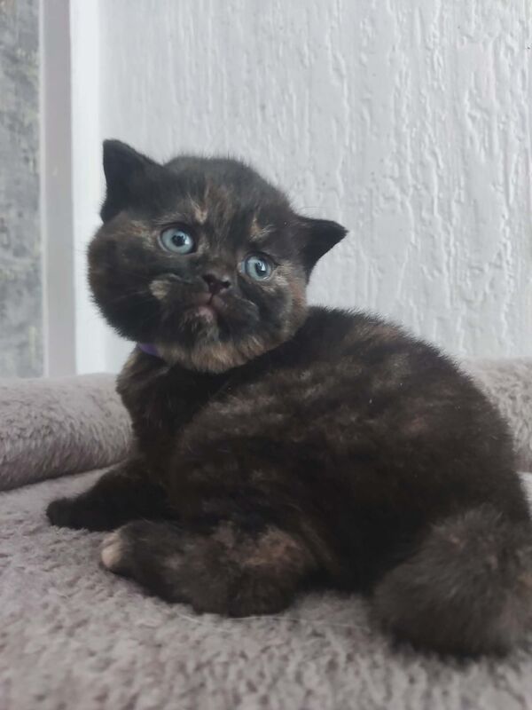 Beautiful BSH pure bred - Image 3 of 15