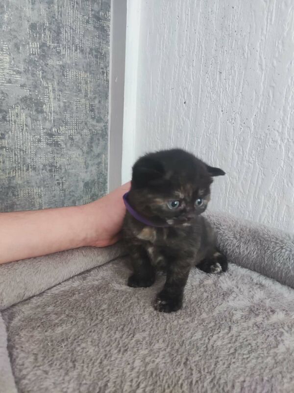 Beautiful BSH pure bred - Image 4 of 15