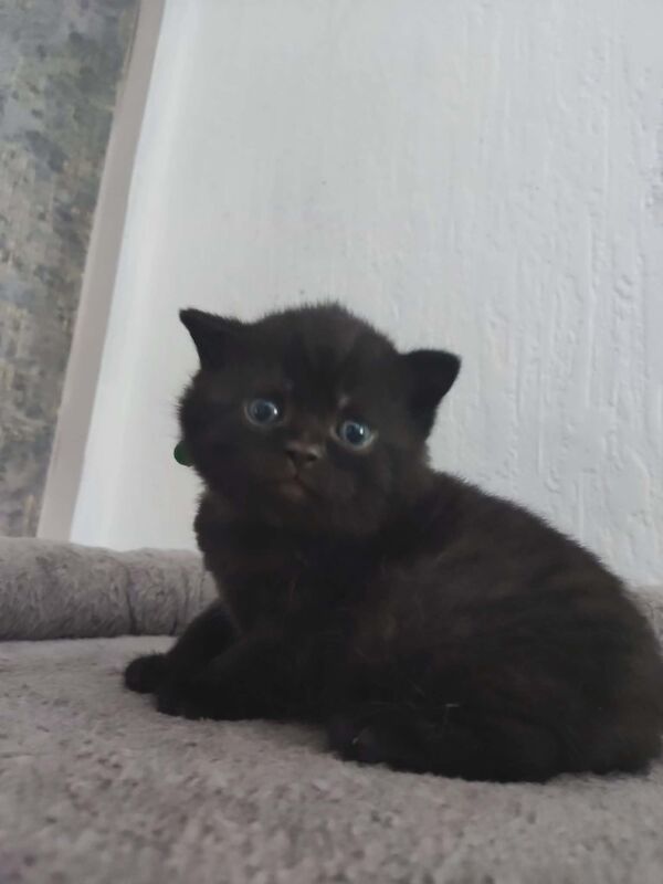 Beautiful BSH pure bred - Image 5 of 15