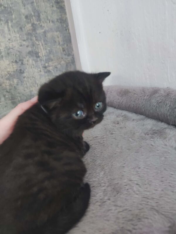 Beautiful BSH pure bred - Image 6 of 15