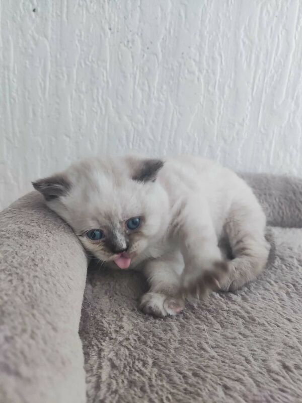 Beautiful BSH pure bred - Image 7 of 15