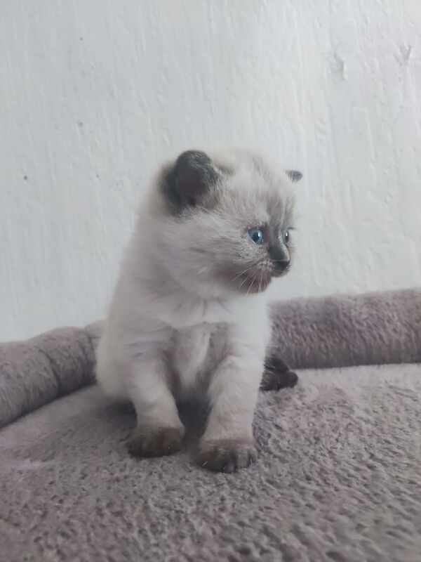 Beautiful BSH pure bred - Image 8 of 15