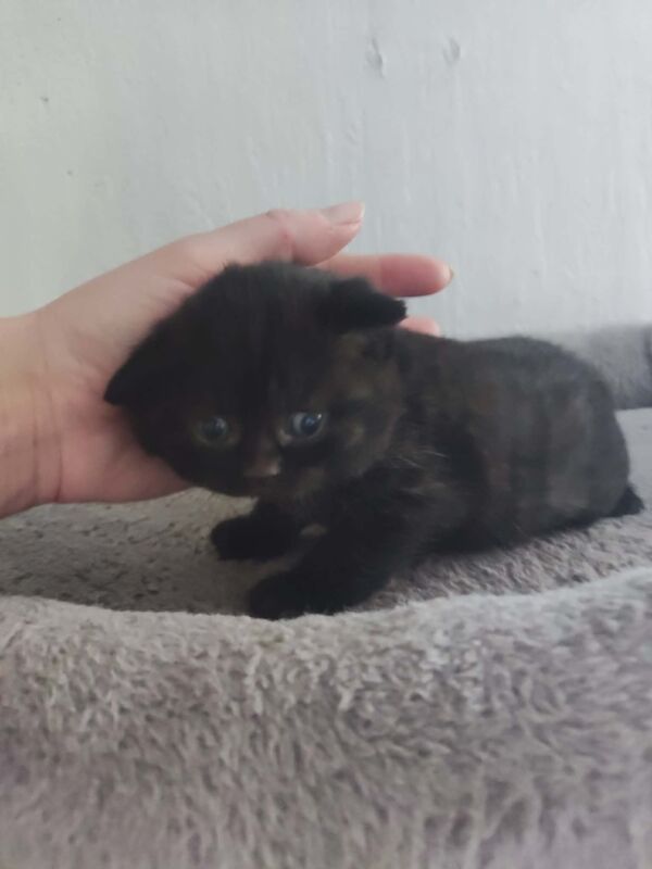 Beautiful BSH pure bred - Image 9 of 15