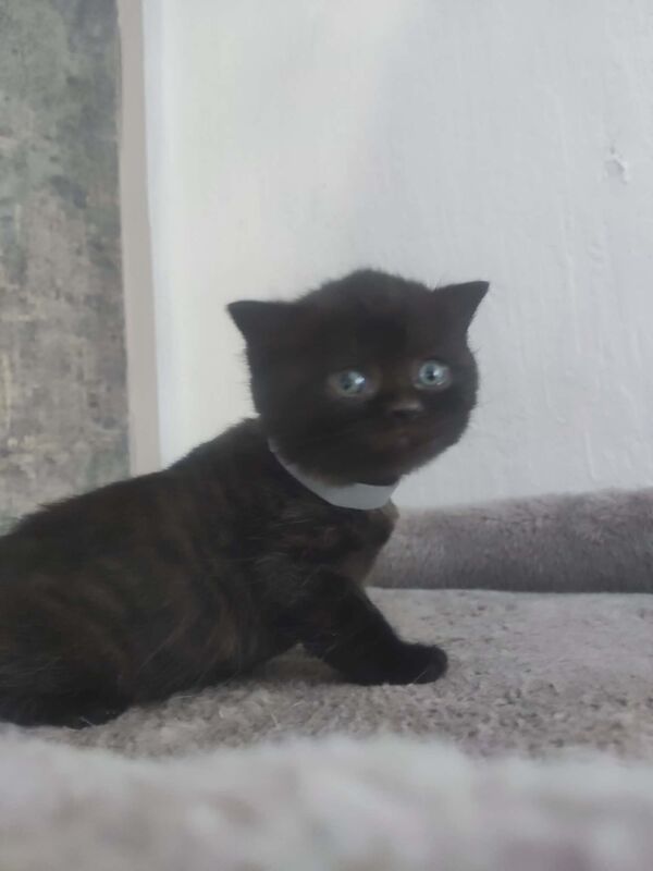 Beautiful BSH pure bred - Image 10 of 15