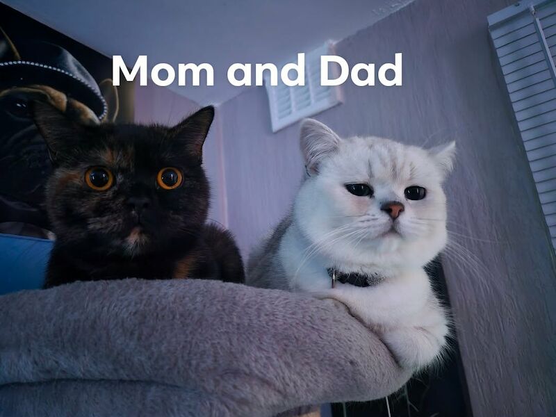 Beautiful BSH pure bred - Image 11 of 15