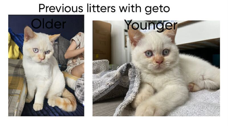 Beautiful BSH pure bred - Image 13 of 15