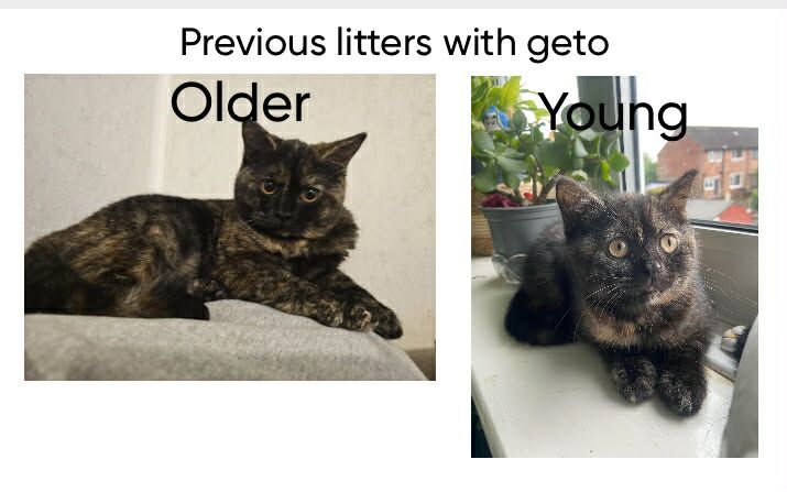 Beautiful BSH pure bred - Image 14 of 15