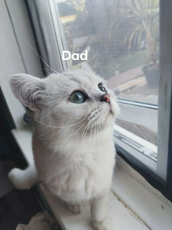 Beautiful BSH pure bred - Image 15 of 15