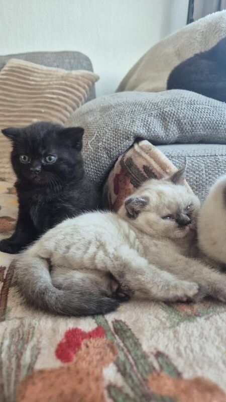 British Shorthair Kittens For Sale