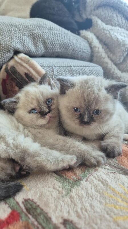 Beautiful BSH pure bred - Image 2 of 3