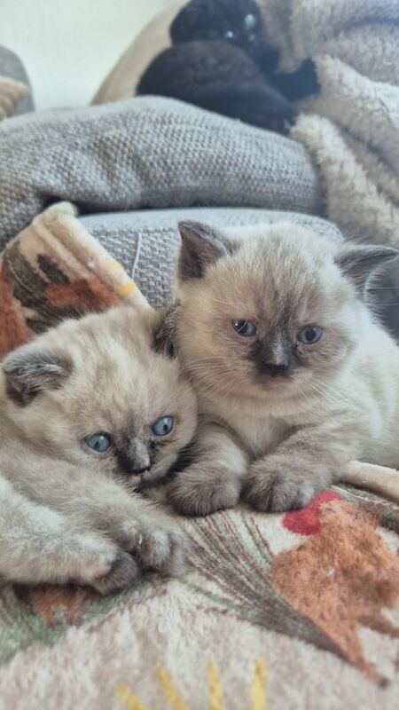 Beautiful BSH pure bred - Image 3 of 3