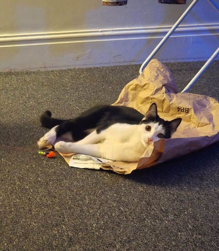 British Shorthair kittens for sale in Oldham, Greater Manchester – 1 year old