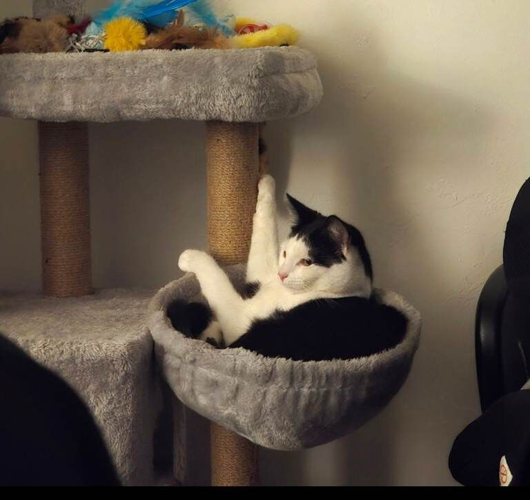 British Shorthair kittens for sale in Oldham, Greater Manchester – 1 year old - Image 2 of 3