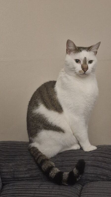 Beautiful Cat REMEO K everything included see the description and pictures for sale in Ward End, West Midlands