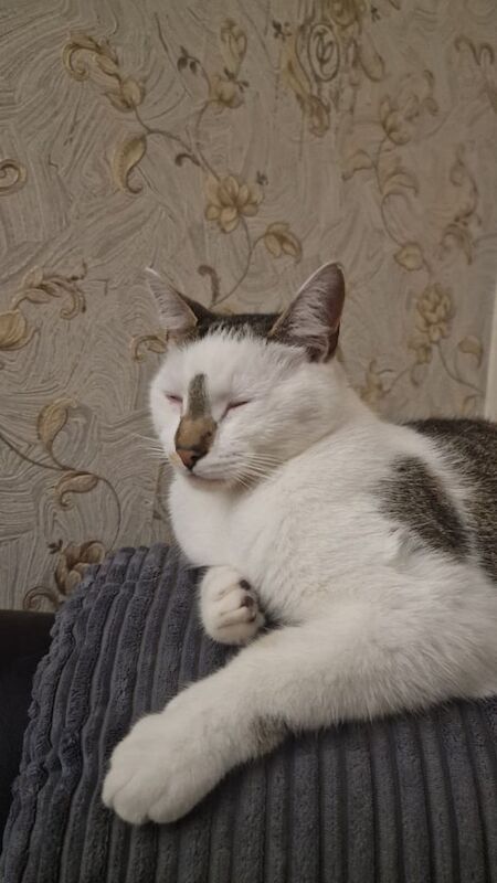 Beautiful Cat REMEO K everything included see the description and pictures for sale in Ward End, West Midlands | Image 2