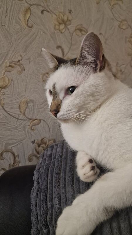 Beautiful Cat REMEO K everything included see the description and pictures for sale in Ward End, West Midlands | Image 3
