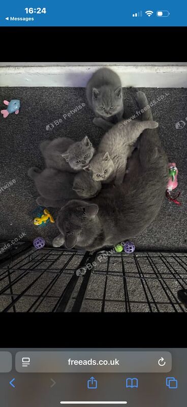 Beautiful Chunky British shorthair kittens for sale in Walsall, West Midlands