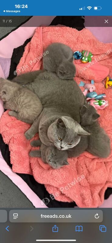 Beautiful Chunky British shorthair kittens for sale in Walsall, West Midlands - Image 2