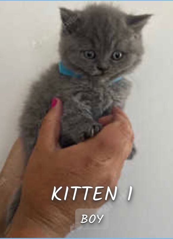 Beautiful Chunky British shorthair kittens for sale in Walsall, West Midlands - Image 3