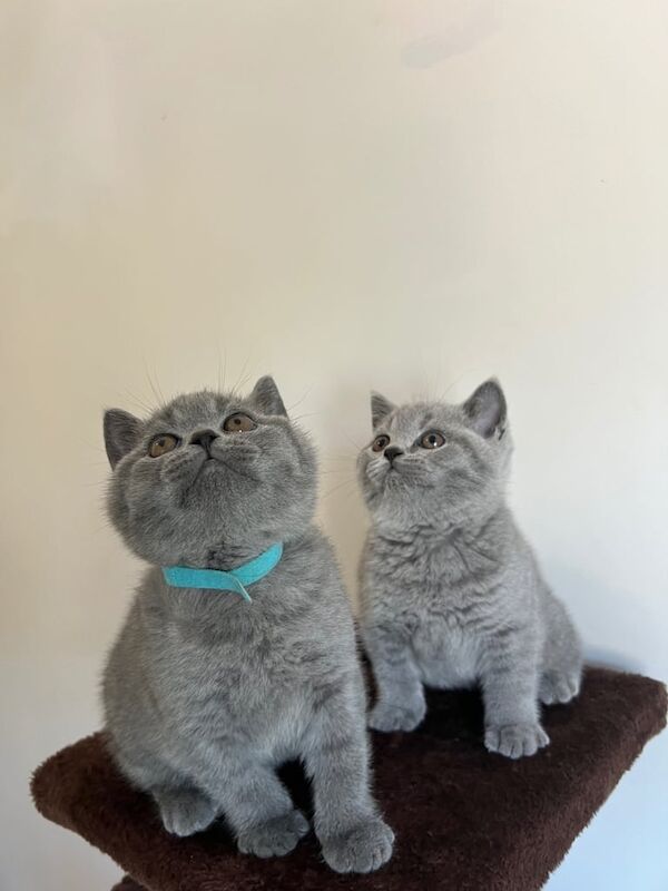 Beautiful Chunky British Shorthair Kittens for sale in St Anne's, Bristol