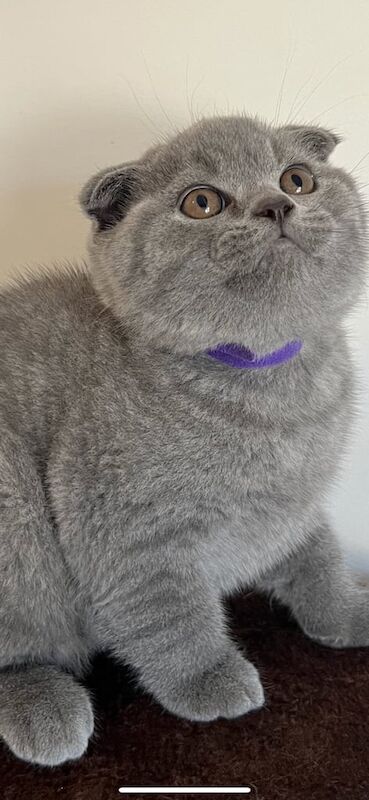 Beautiful Chunky British Shorthair Kittens for sale in St Anne's, Bristol | Image 2
