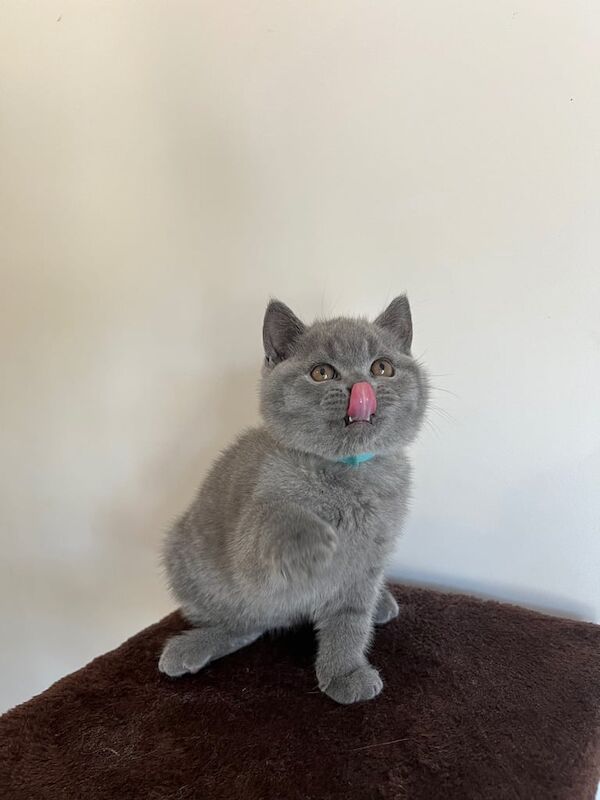 Beautiful Chunky British Shorthair Kittens for sale in St Anne's, Bristol | Image 3