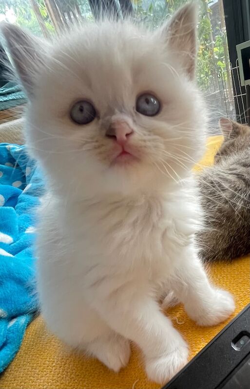 Beautiful chunky colour point blue eyes and golden Kittens for sale in Enfield, Greater London