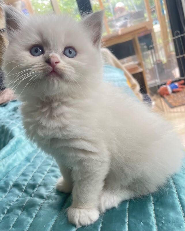 Beautiful chunky colour point blue eyes and golden Kittens for sale in Enfield, Greater London | Image 2