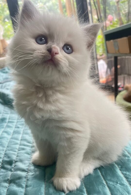 Beautiful chunky colour point blue eyes and golden Kittens for sale in Enfield, Greater London | Image 3