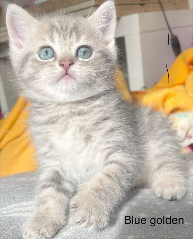 Beautiful chunky golden British shorthair kittens for sale in Enfield, Greater London