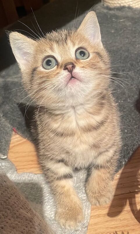 Beautiful chunky golden British shorthair kittens for sale in Enfield, Greater London | Image 2