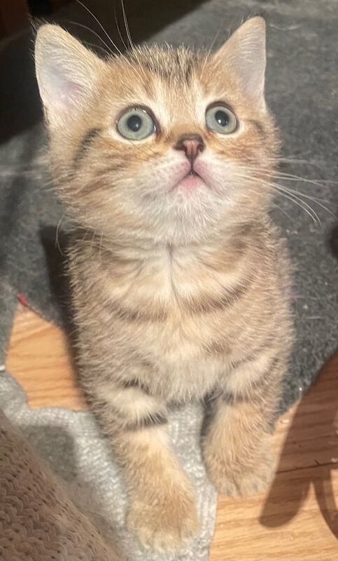 Beautiful chunky golden British shorthair kittens for sale in Enfield, Greater London | Image 3