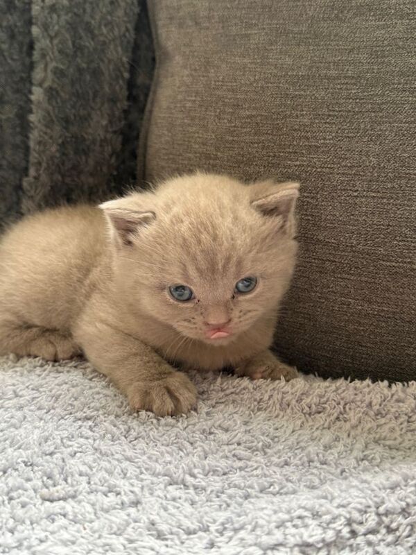 Beautiful chunky kittens