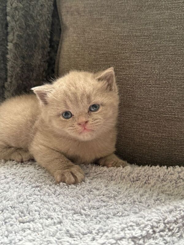 Beautiful chunky kittens - Image 2 of 6