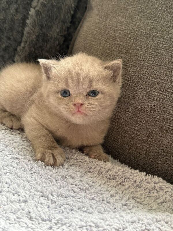 Beautiful chunky kittens - Image 3 of 6