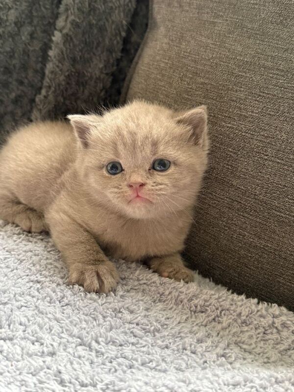 Beautiful chunky kittens - Image 4 of 6