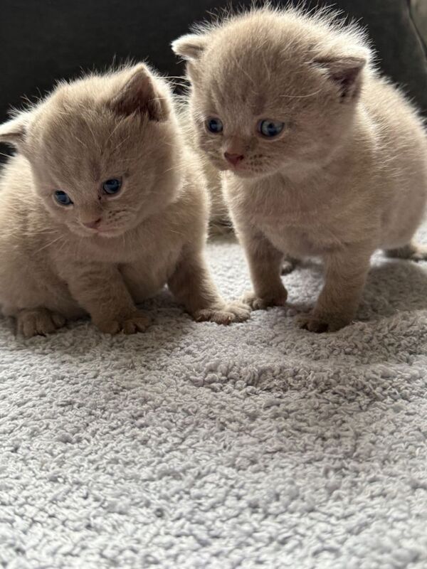 Beautiful chunky kittens - Image 5 of 6