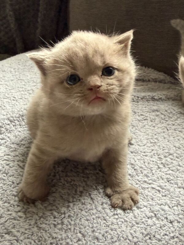 Beautiful chunky kittens - Image 6 of 6
