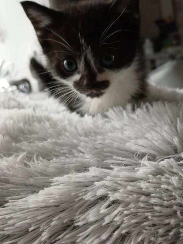 Black British Shorthair kittens for sale in Spondon, Derbyshire – 7 weeks old