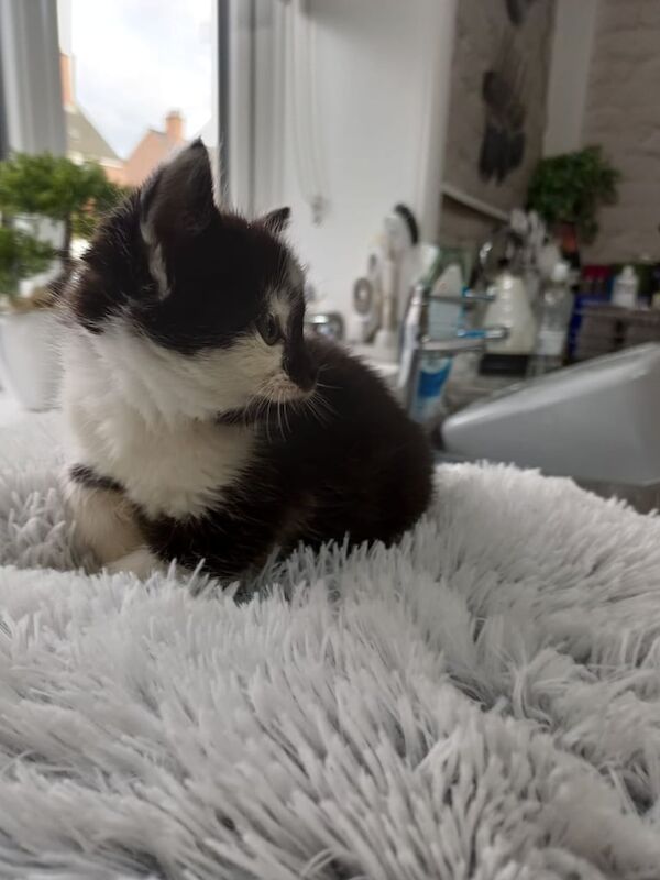 British Shorthair kittens for sale in Spondon, Derbyshire – 8 weeks old - Image 2 of 3