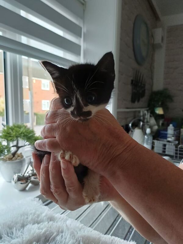 British Shorthair kittens for sale in Spondon, Derbyshire – 8 weeks old - Image 3 of 3