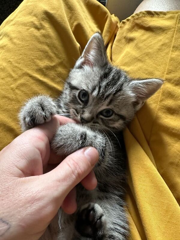 Beautiful exotic Persian/bsh x silver tabby BSH boys