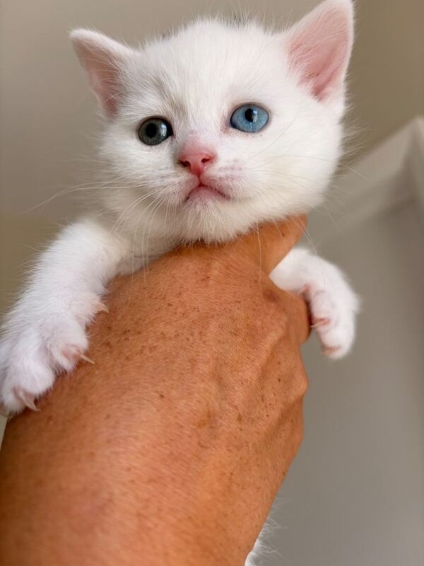 Beautiful female British shorthairs