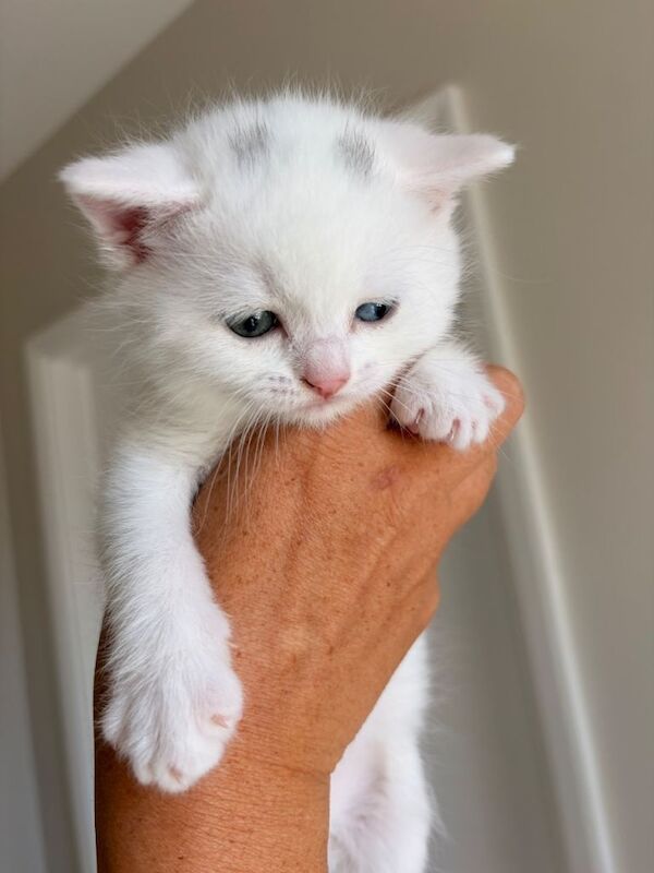 Beautiful female British shorthairs - Image 3 of 5