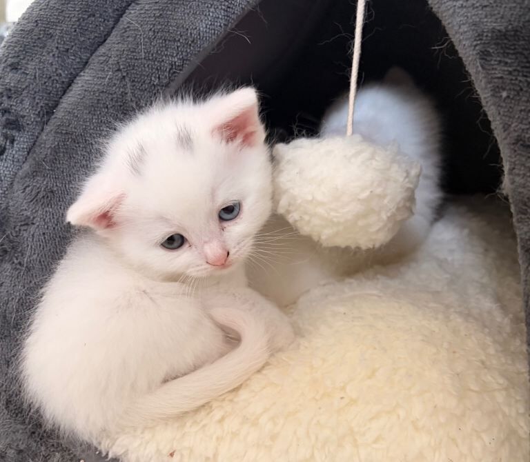 Beautiful female British shorthairs - Image 4 of 5