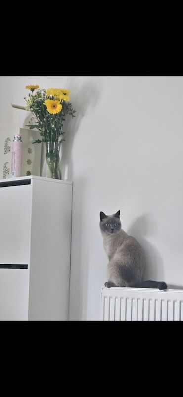 British Shorthair kittens for sale in Preston, Lancashire – 1 year old