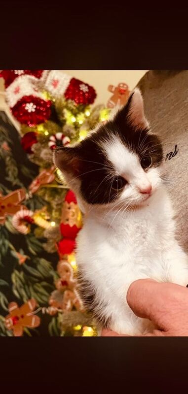 British Shorthair kittens for sale in Oldham, Greater Manchester – 3 months old